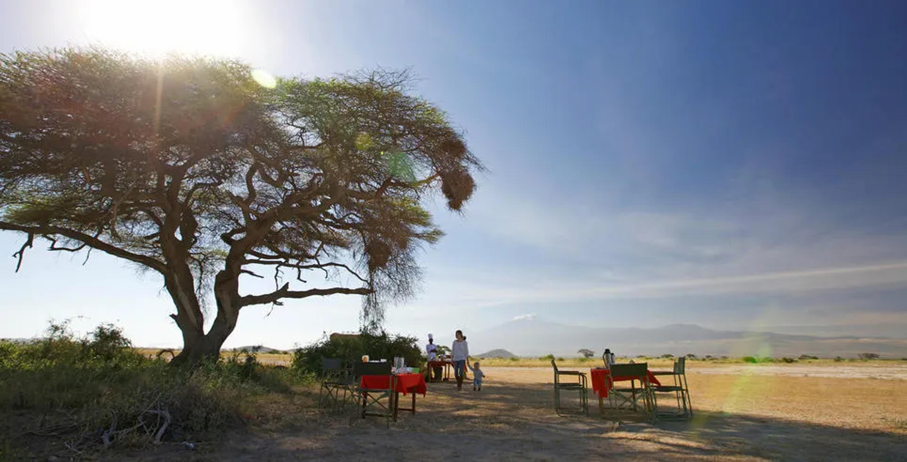 Outdoor safari dining setup under a large acacia tree with clear skies