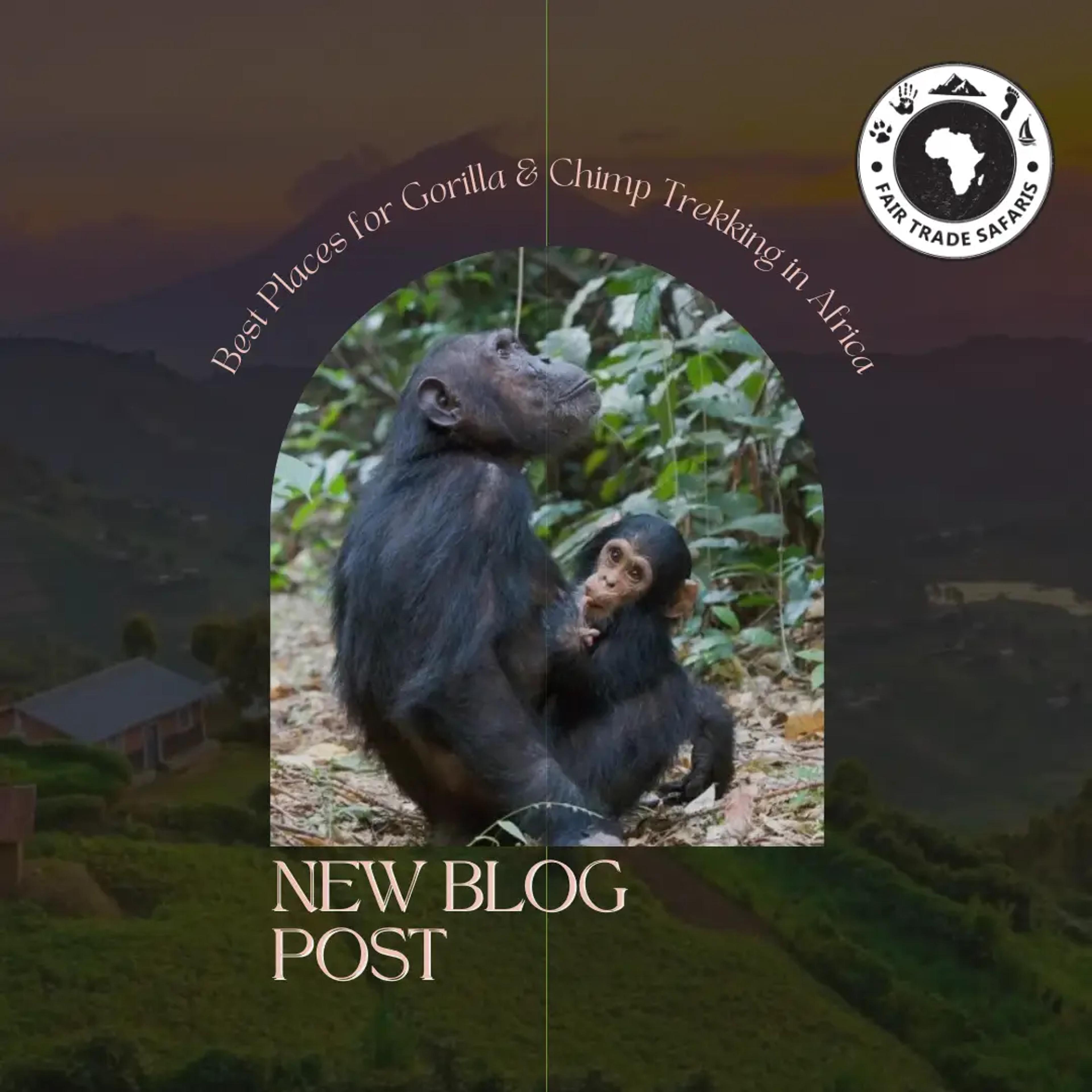 Best Places for Gorilla & Chimp Trekking in Africa