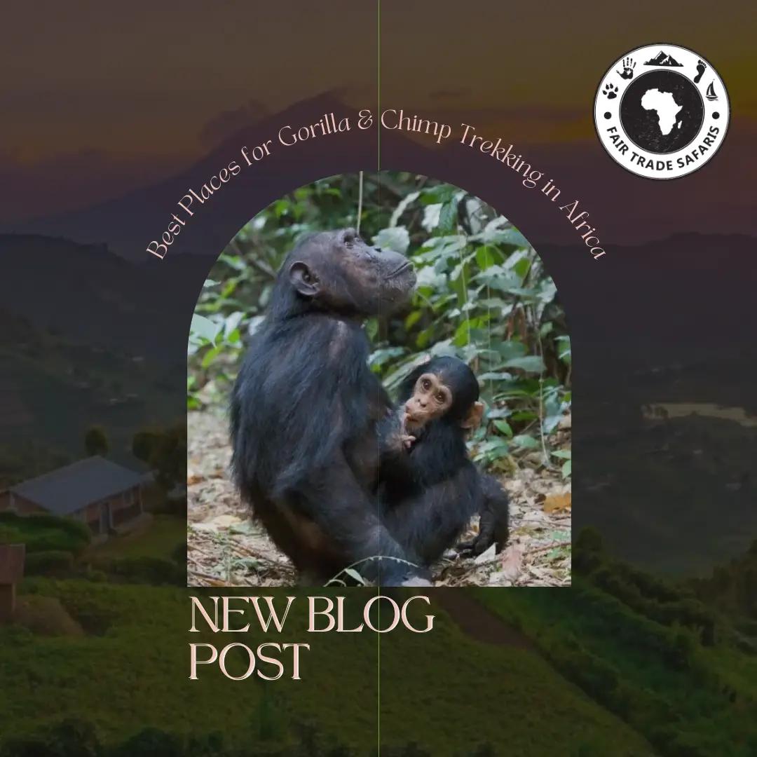 Best Places for Gorilla & Chimp Trekking in Africa
