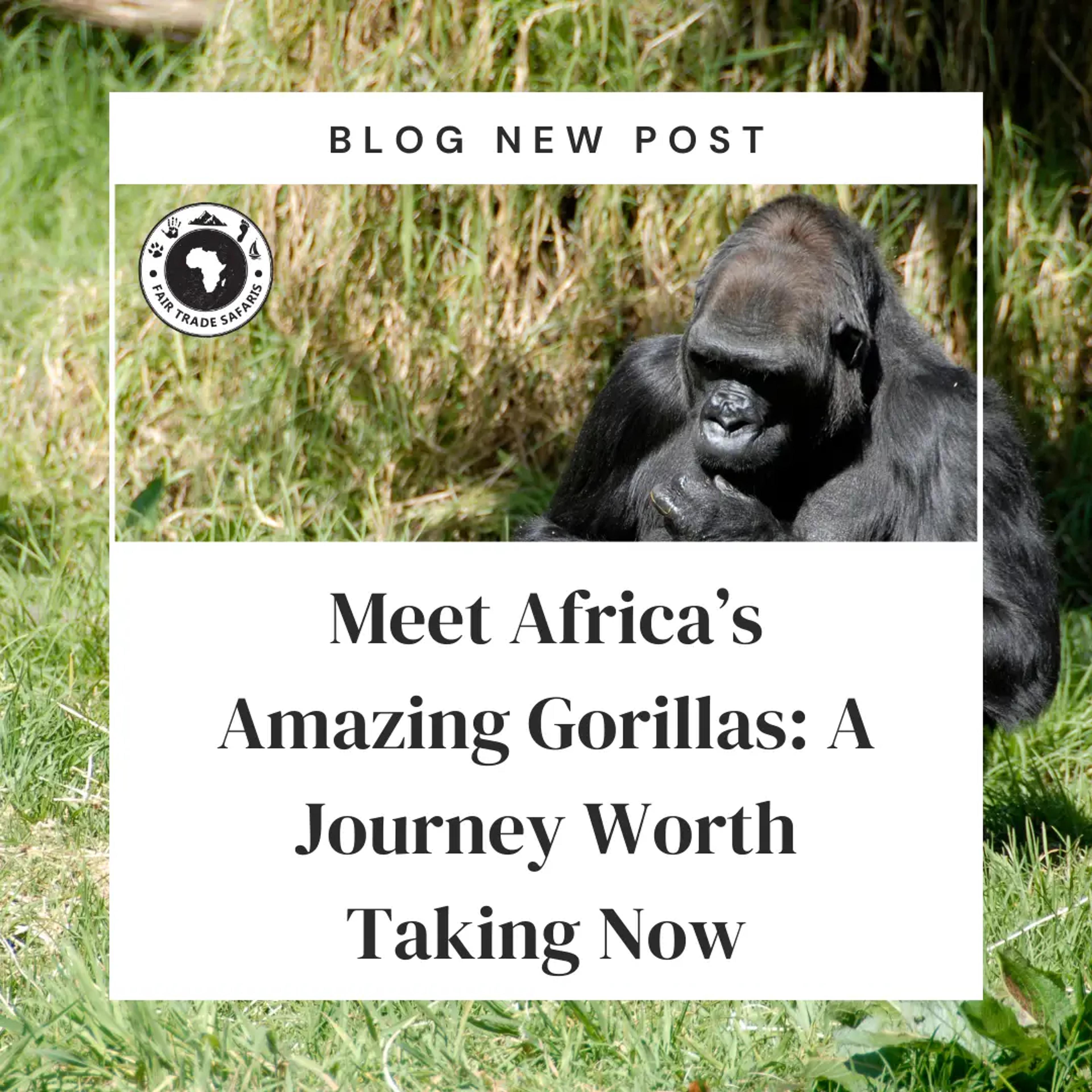 Amazing Gorillas