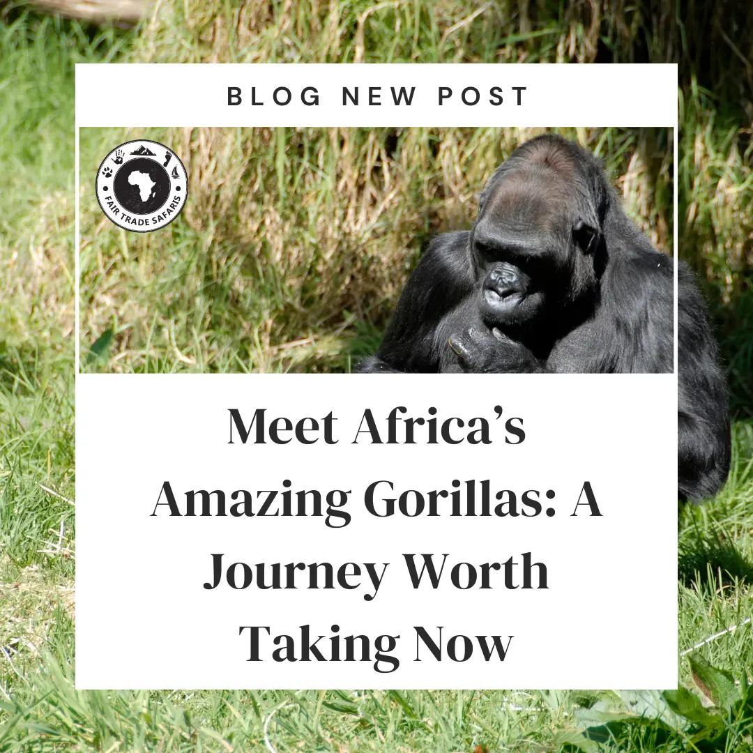 Amazing Gorillas