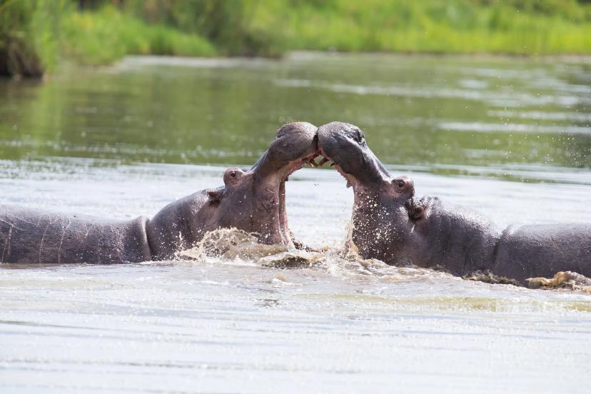 Hippos fighting in water