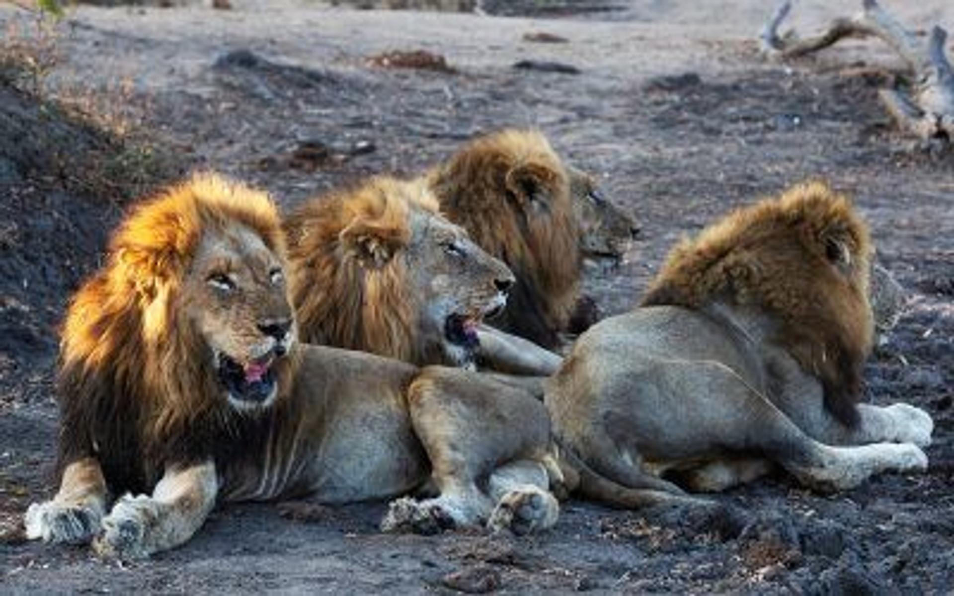 Four male lions resting together on dry ground, showcasing a strong and strategic African lion coalition