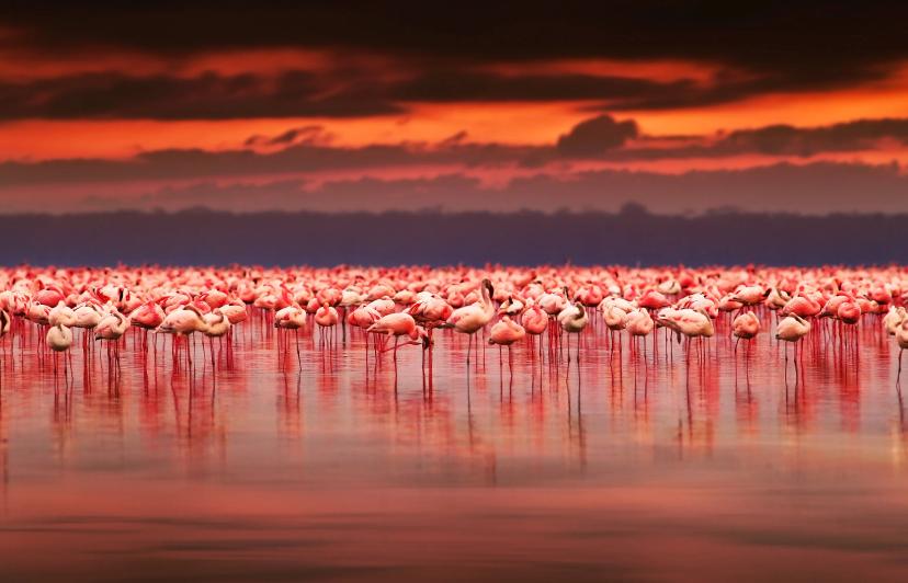 Flamingo sunset