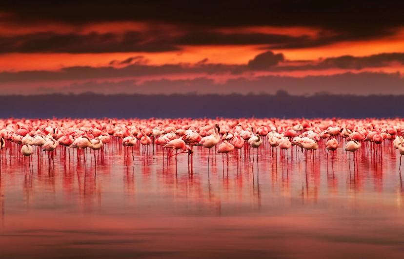 Flamingo sunset