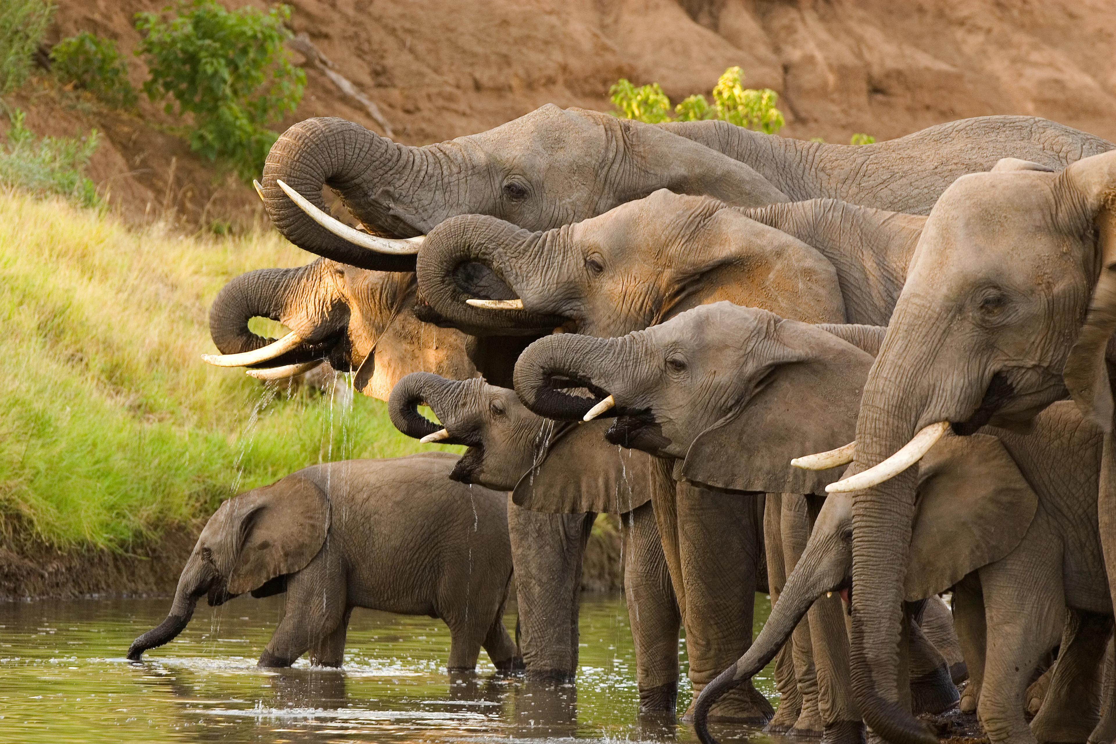 Zambia