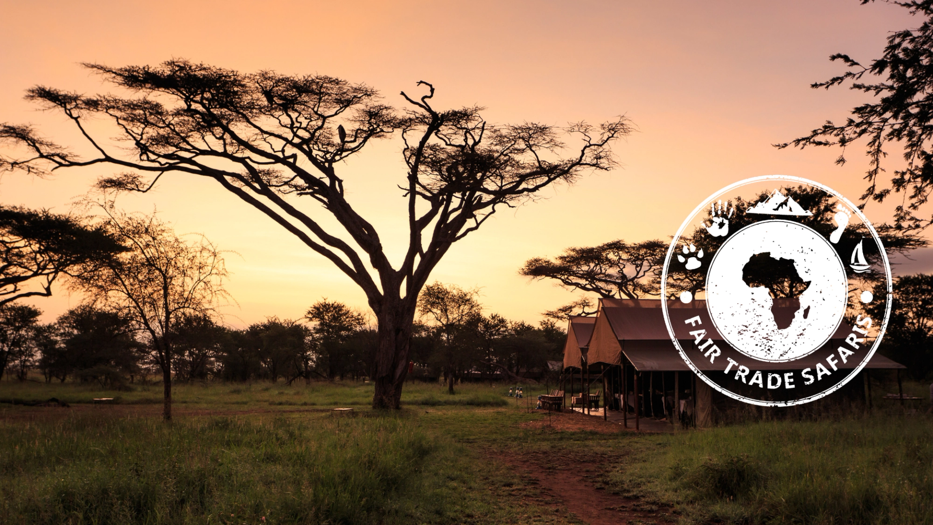 Safari lodge tents beneath a large acacia tree at sunset on the African savanna, with the Fair Trade Safaris logo displayed on the right.
