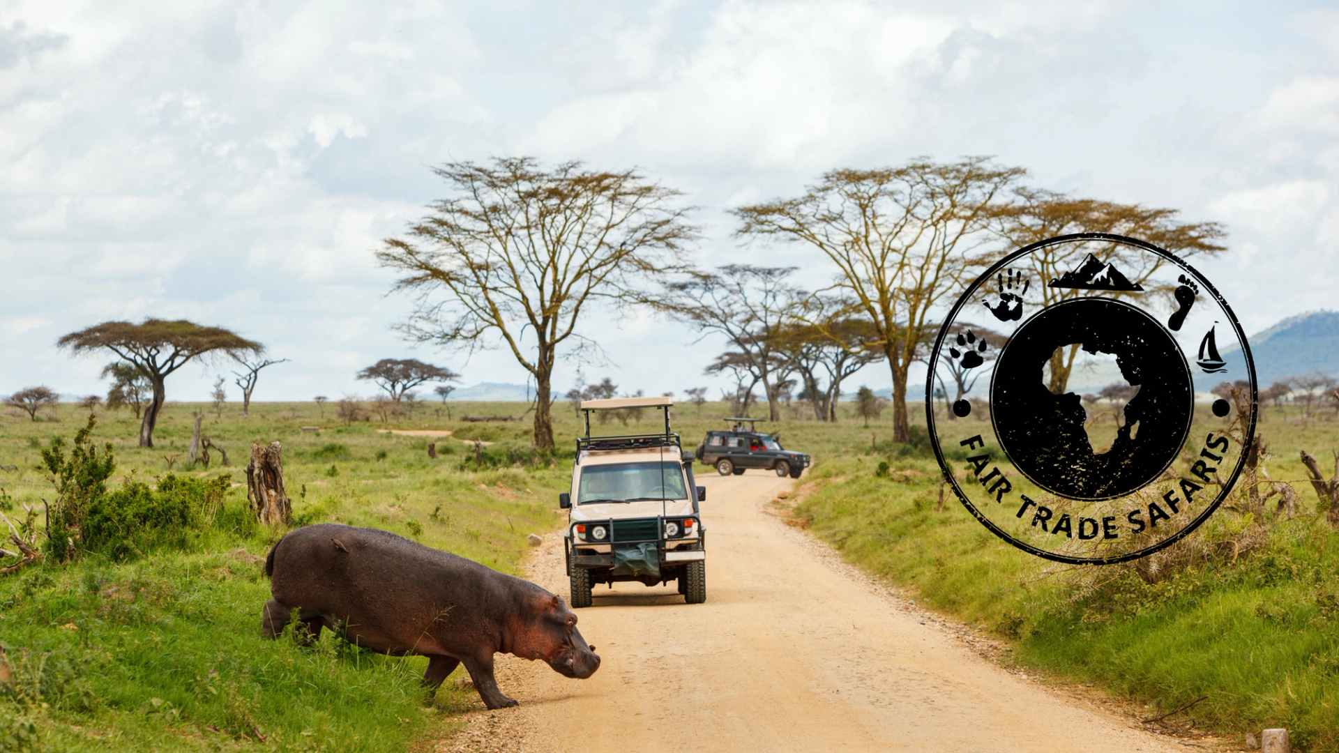 Hippopotamus crossing a dirt road in an African savanna as safari vehicles approach, with acacia trees in the background and the Fair Trade Safaris logo on the right.