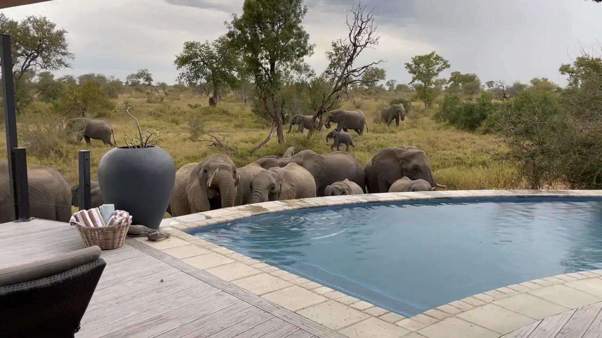 Elephant at the pool
