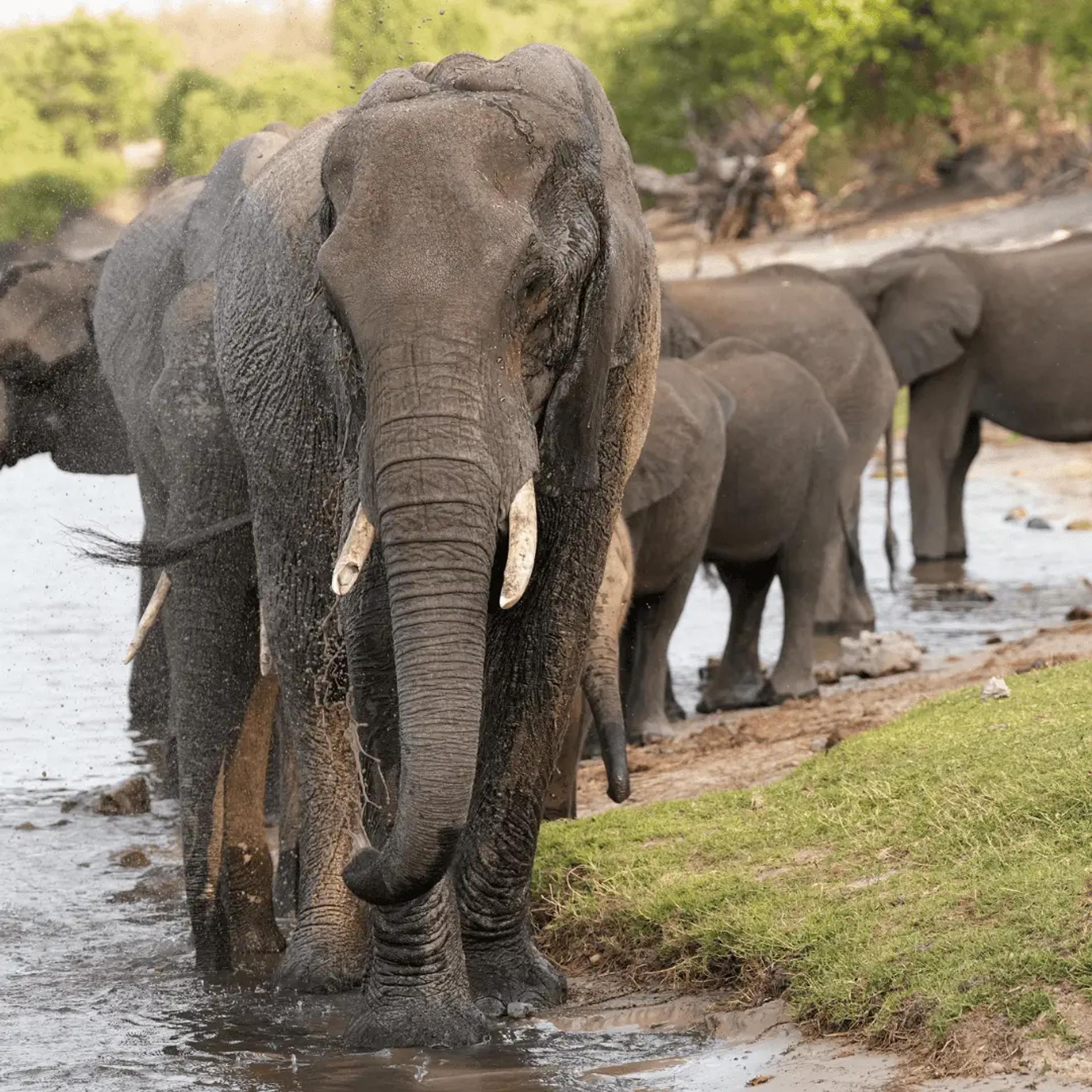Elephant Corridors of the Kavango