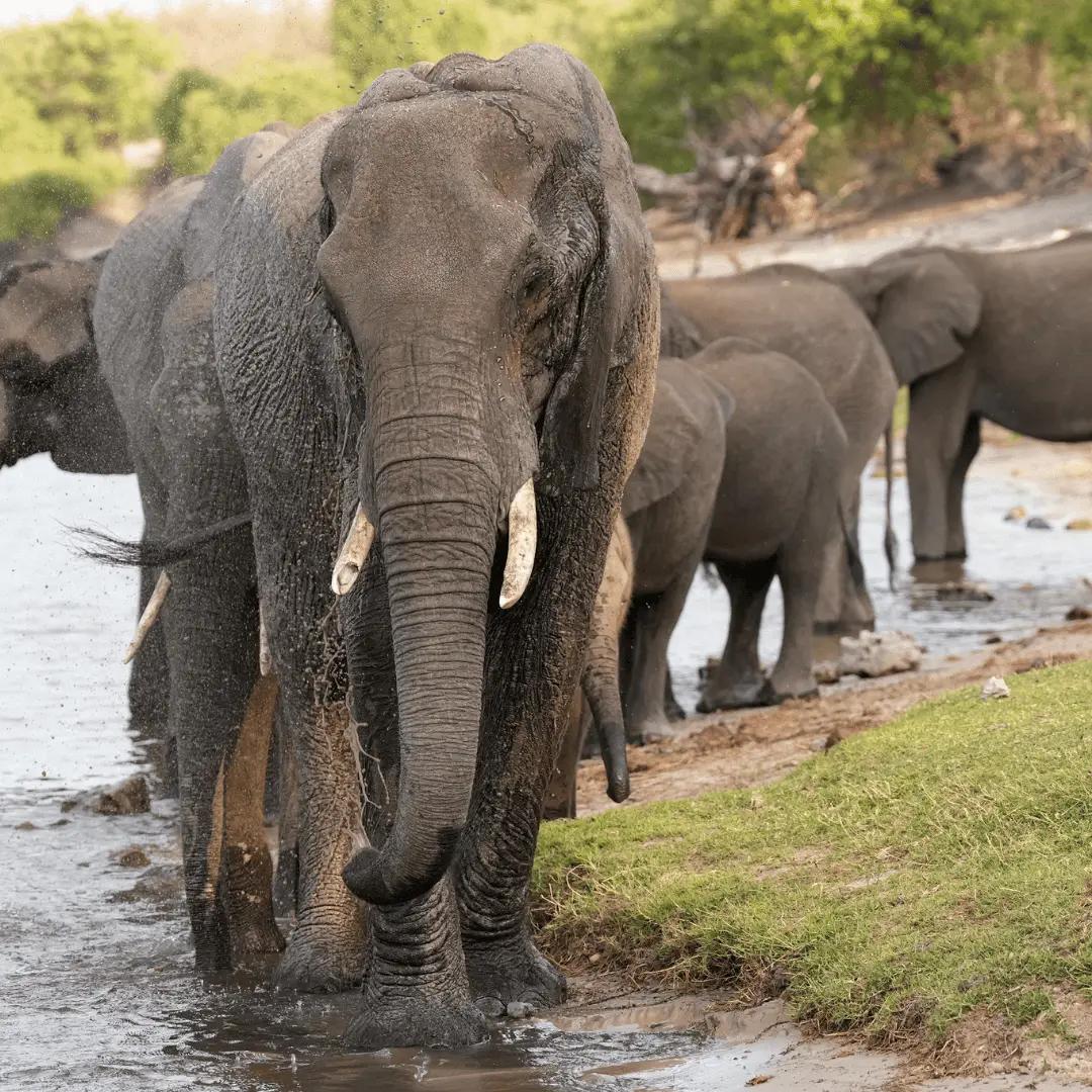 Elephant Corridors of the Kavango