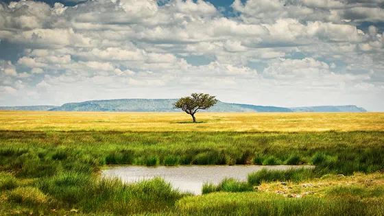 Landscape