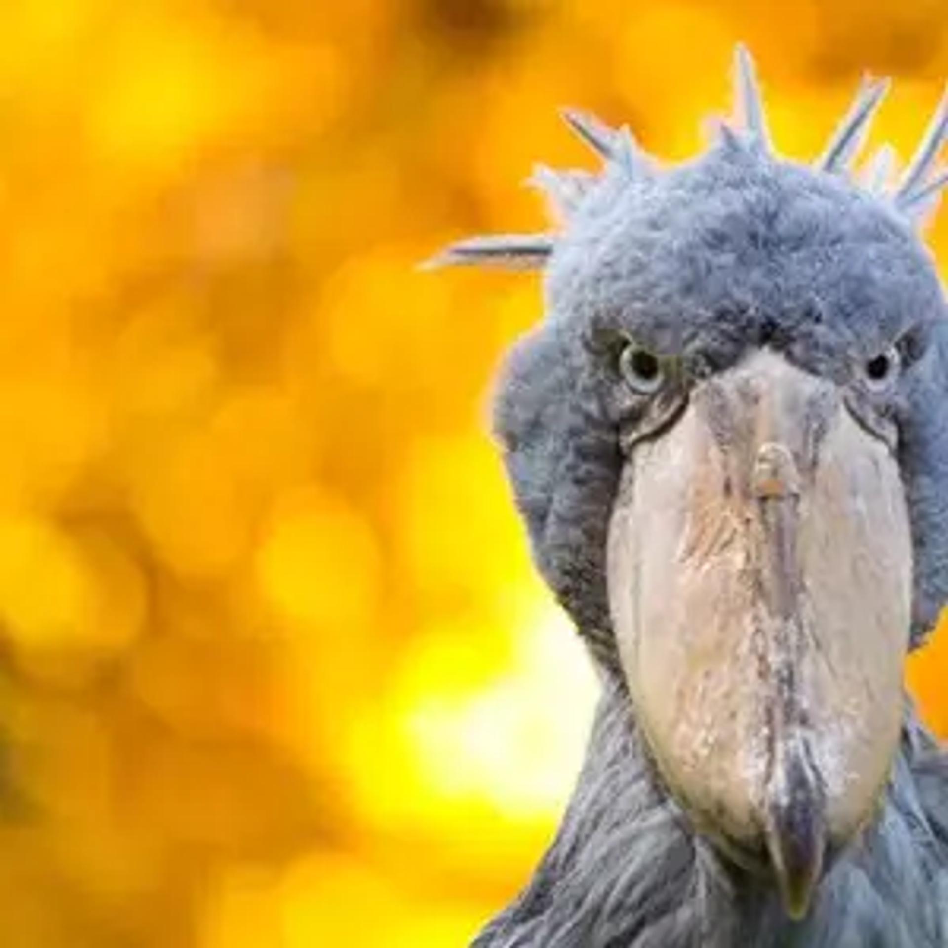 Bird