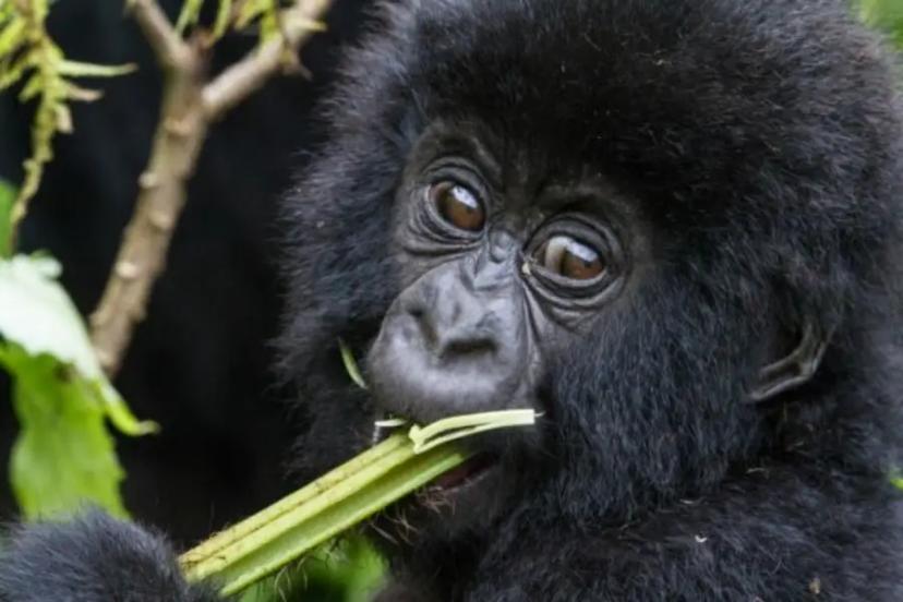 Baby Gorilla closeup