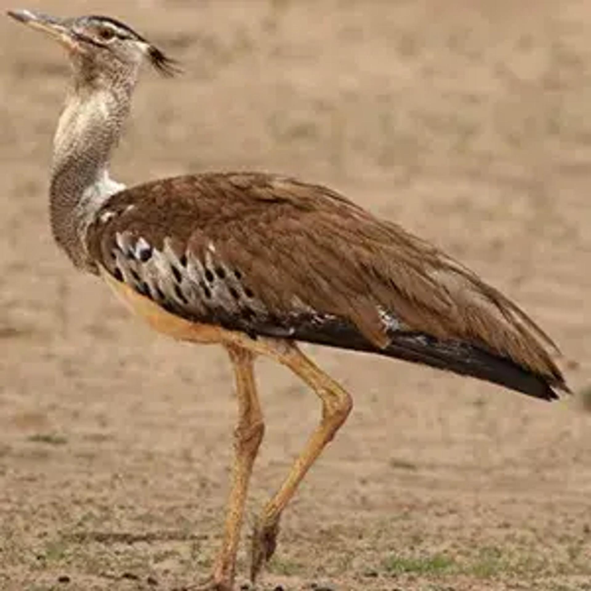Bird