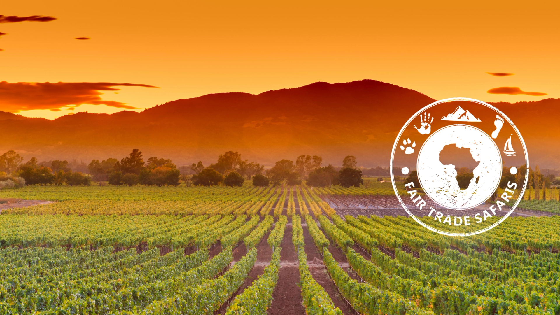 Sunset over neatly lined vineyard rows with mountains in the background, bathed in warm golden light, featuring the Fair Trade Safaris logo on the right.