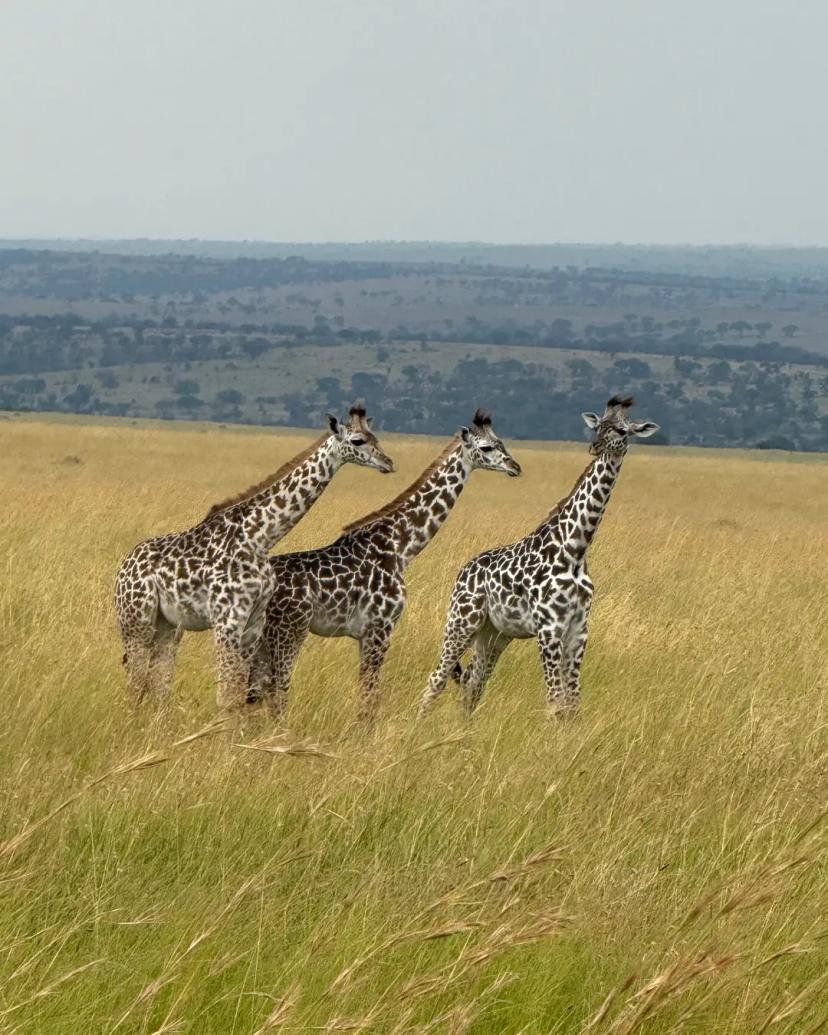 Giraffe