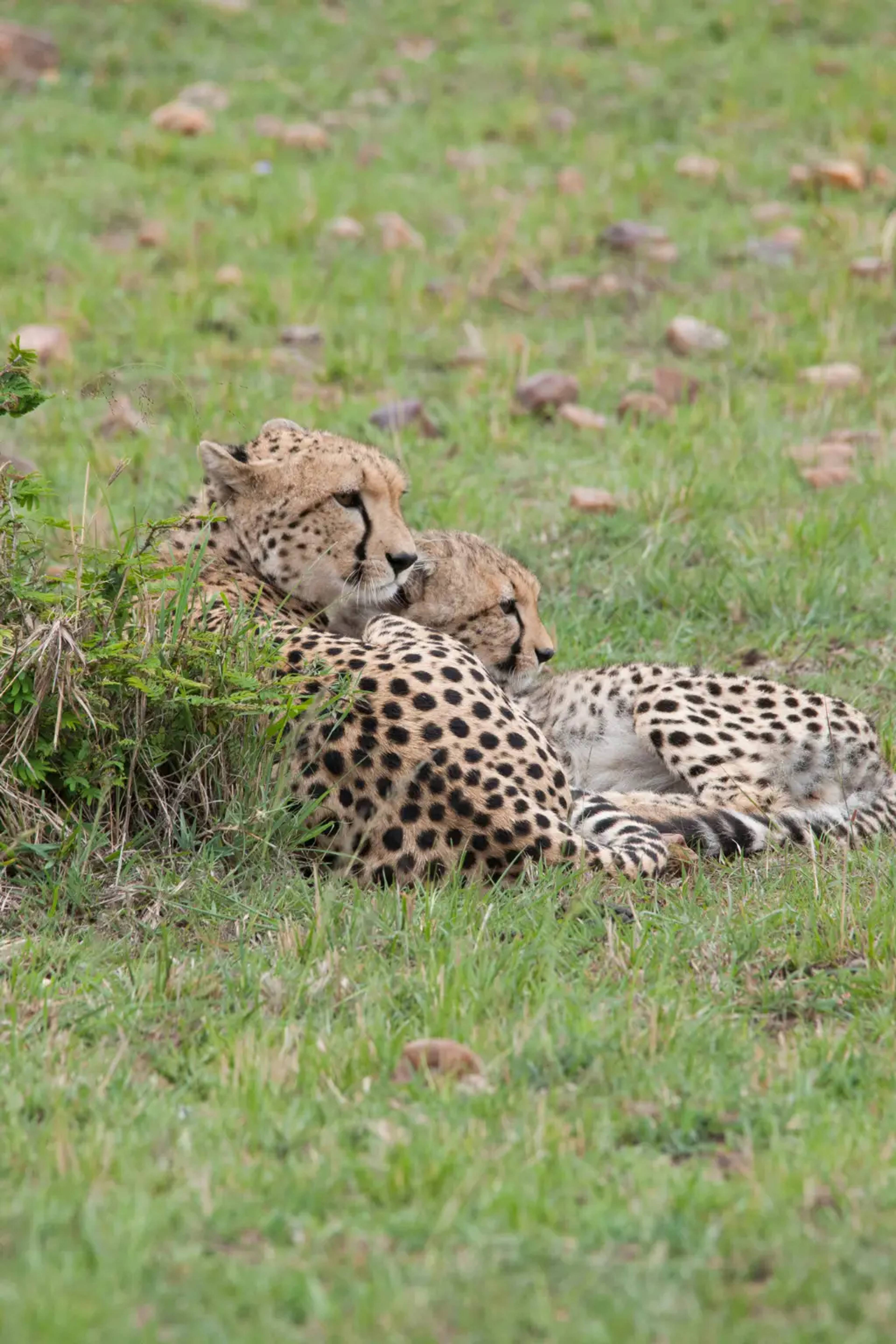 cheetah