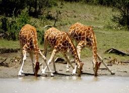 Three giraffes drinking from a waterhole in Tanzania’s Ndutu region during a luxury safari