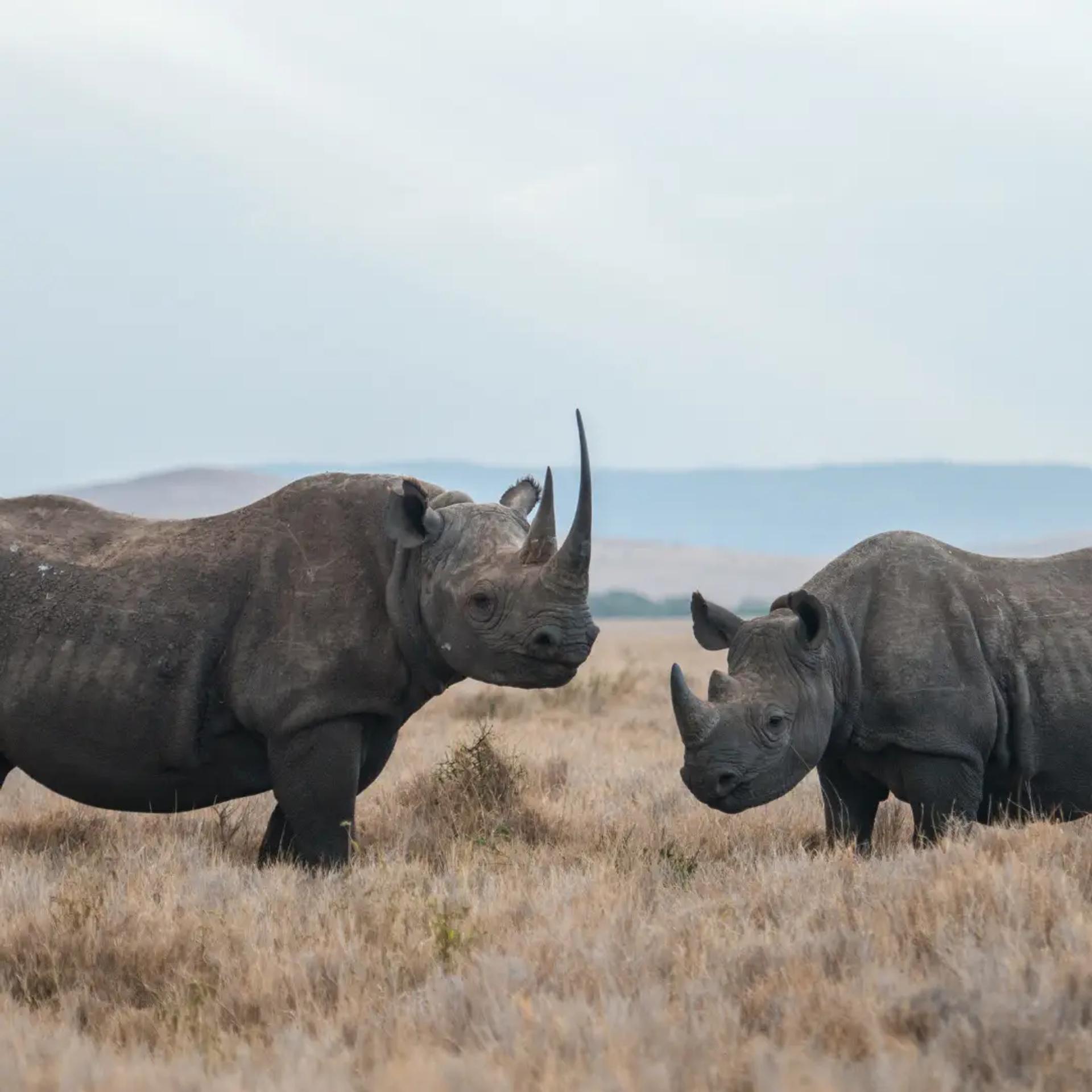 peaceful wildlife scene, no disturbance