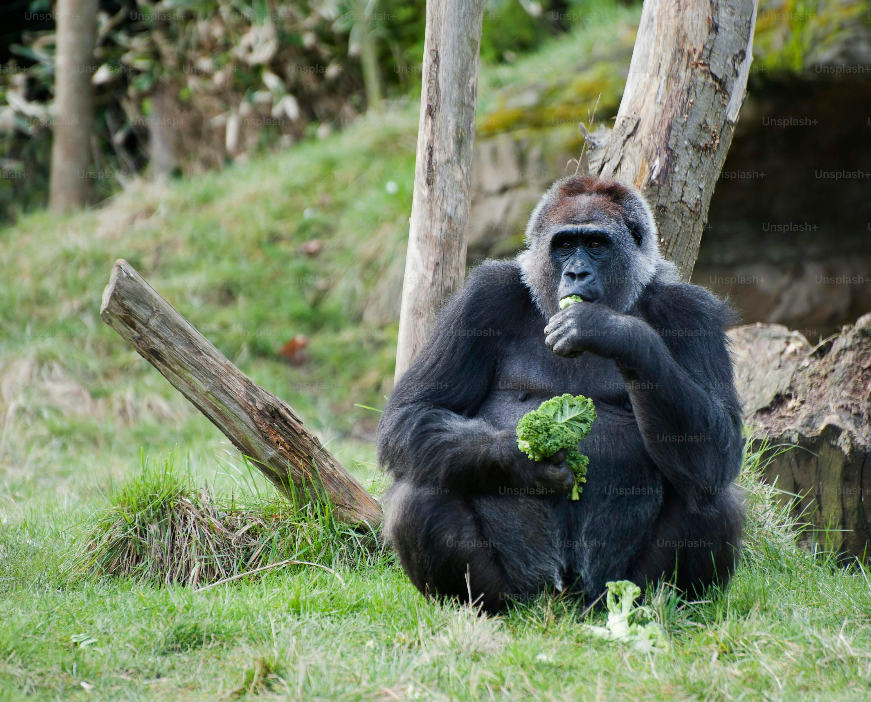 Gorilla