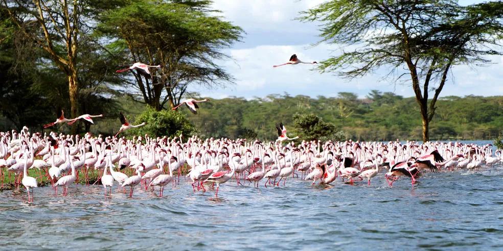 Flamingos wading and flying over Lake Nakuru in Kenya