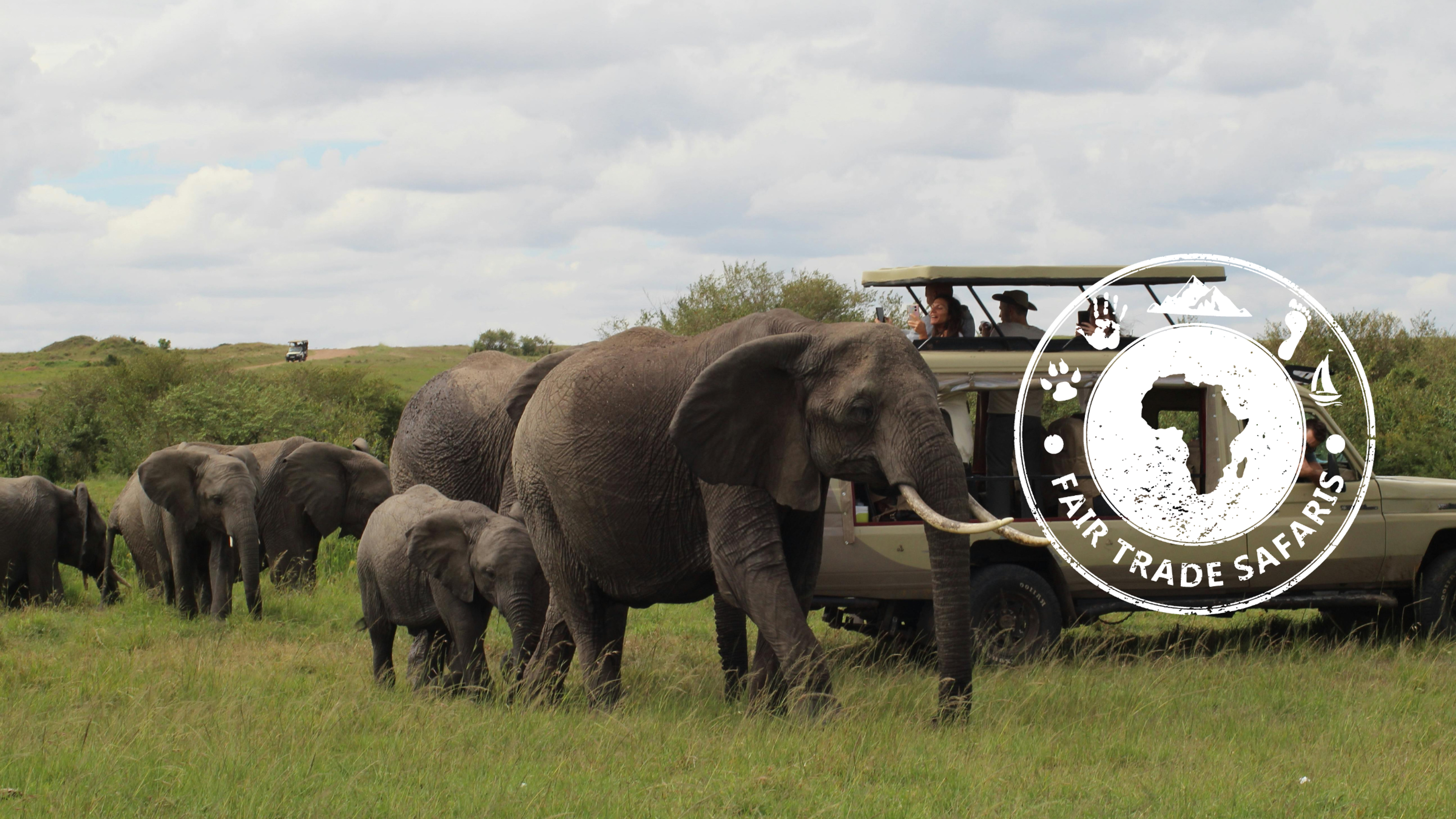 Elephants