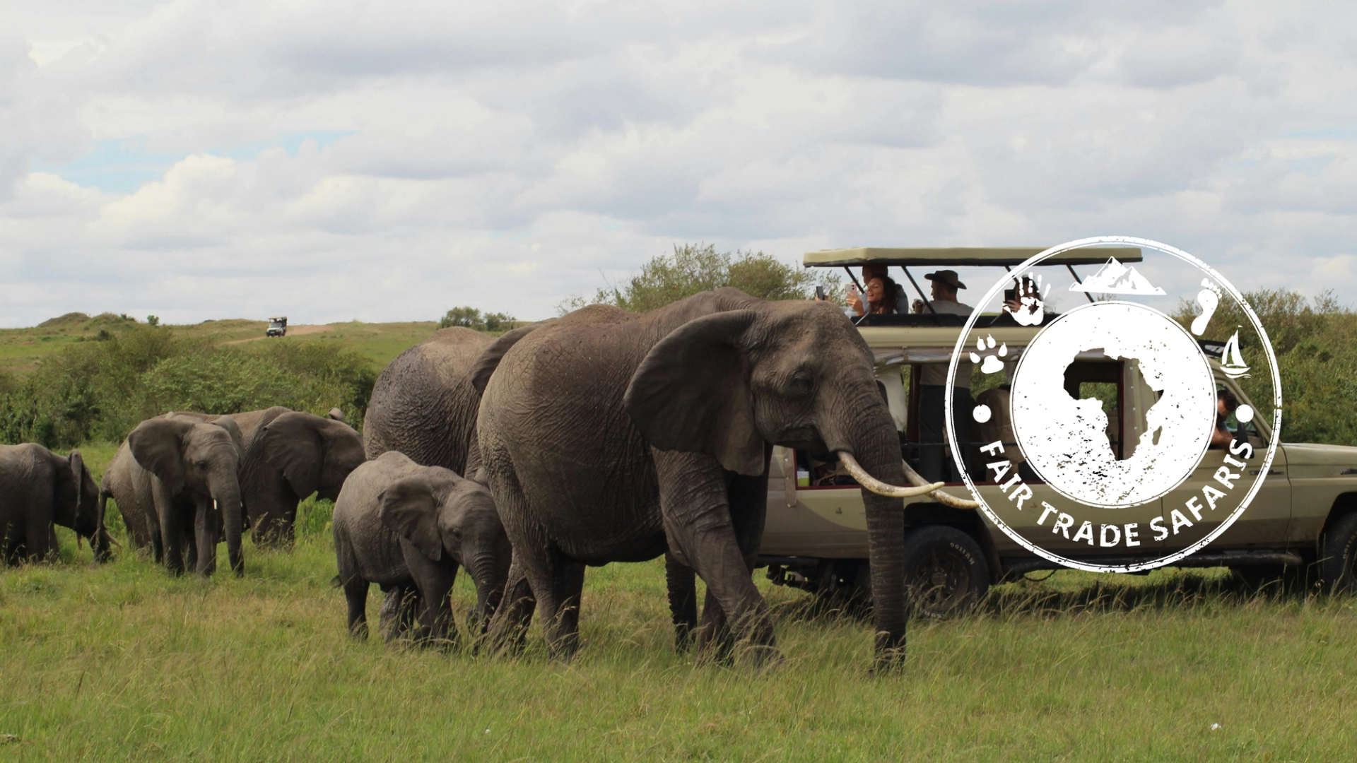 Herd of elephants walking through green grass beside a safari vehicle with guests observing, featuring the Fair Trade Safaris logo on the right.