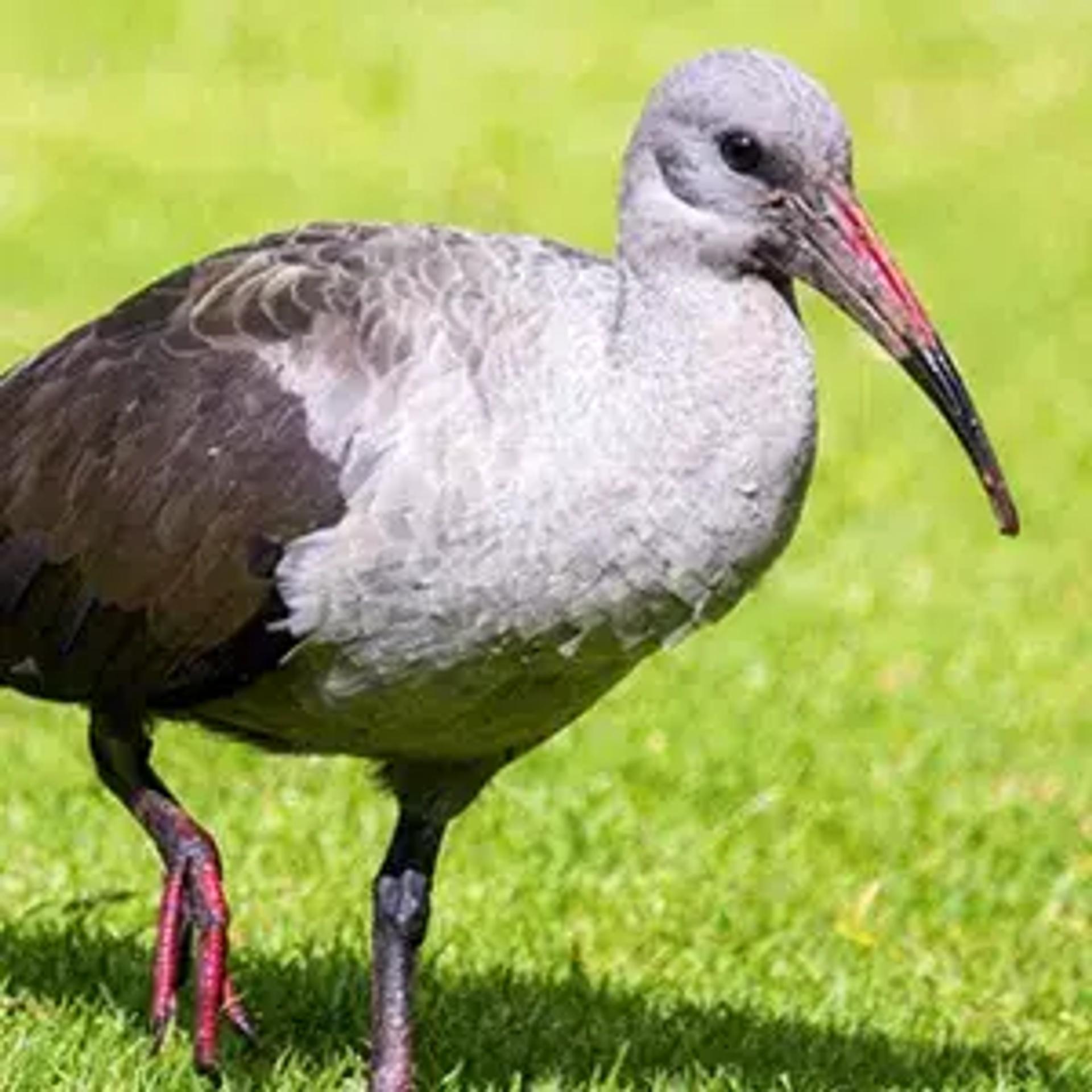 Bird