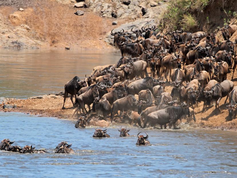 Wildebeest inside and outside of a waterhole