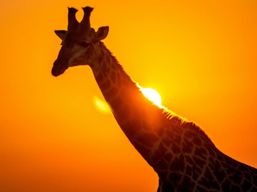 Giraffe in Snset