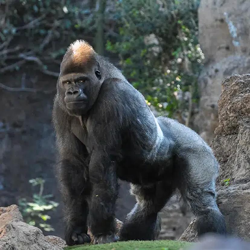 Amazing Gorillas