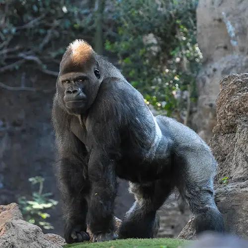 Amazing Gorillas