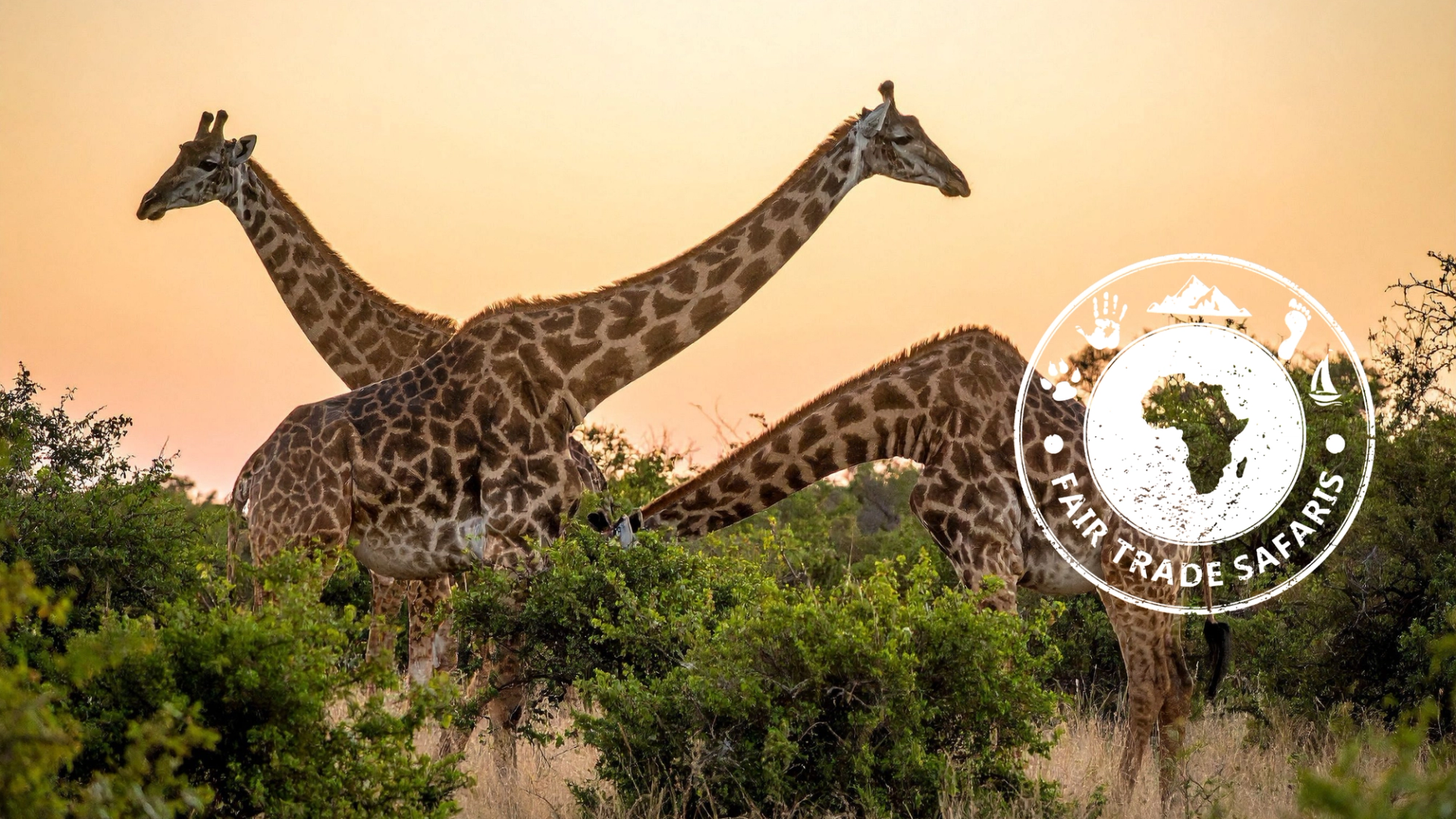 Two giraffes standing among green shrubs at sunset on the African savanna, with the Fair Trade Safaris logo displayed on the right.