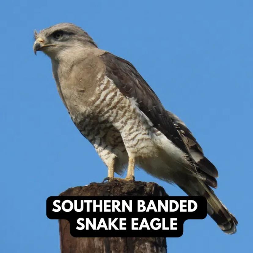 Southern Banded Snake Eagle