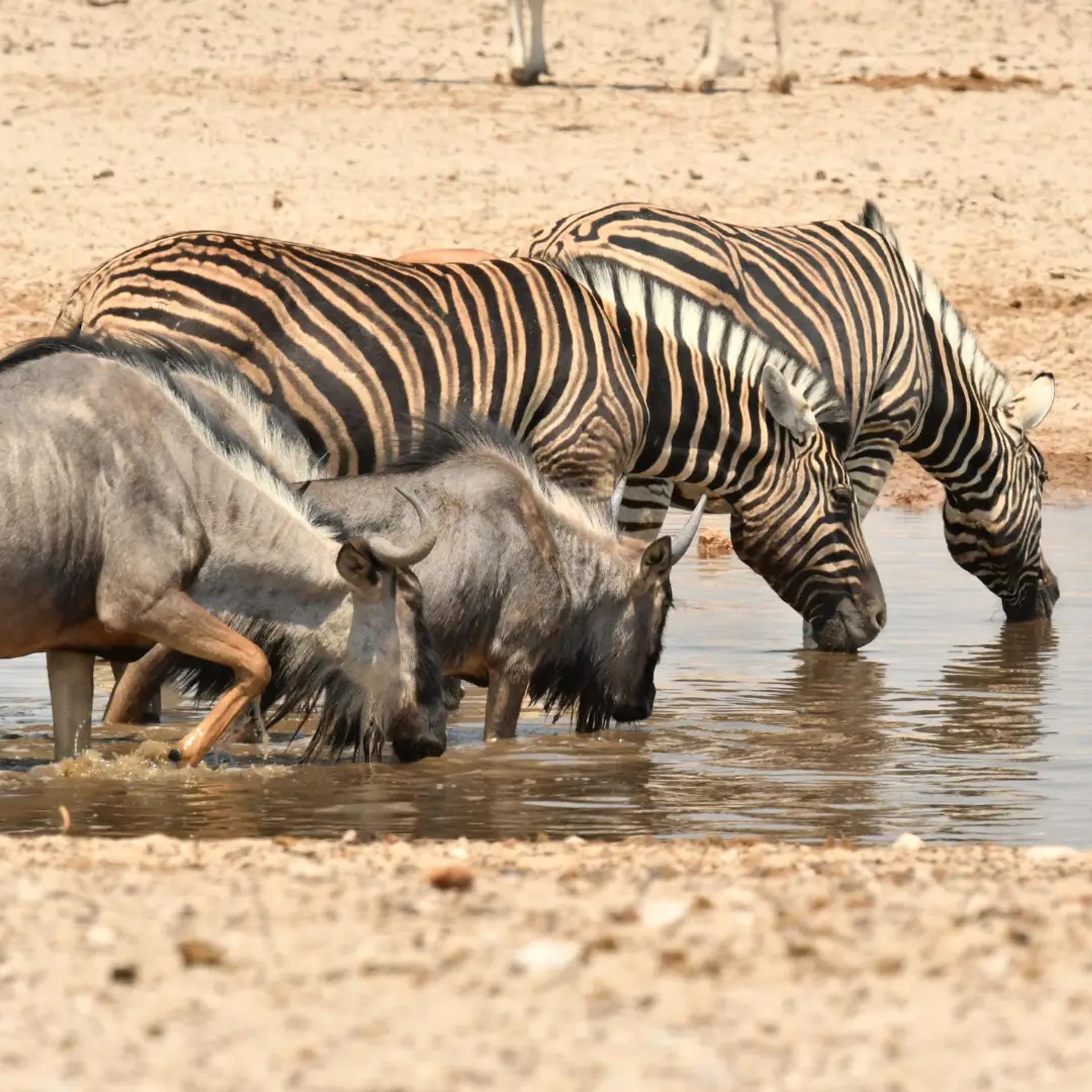 Wildebeest & Zebra of Liuwa Plains, Zambia