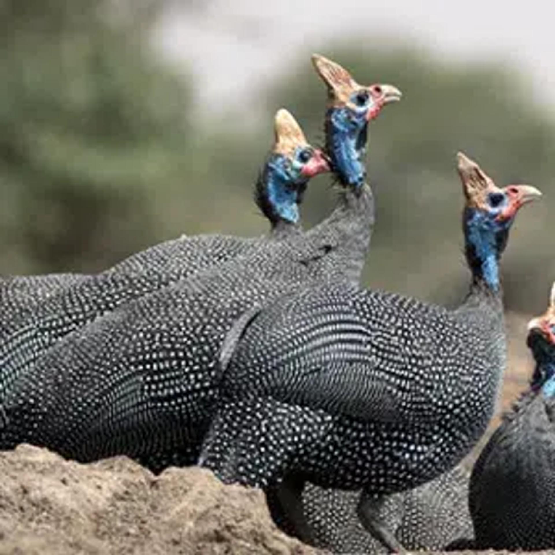 Bird