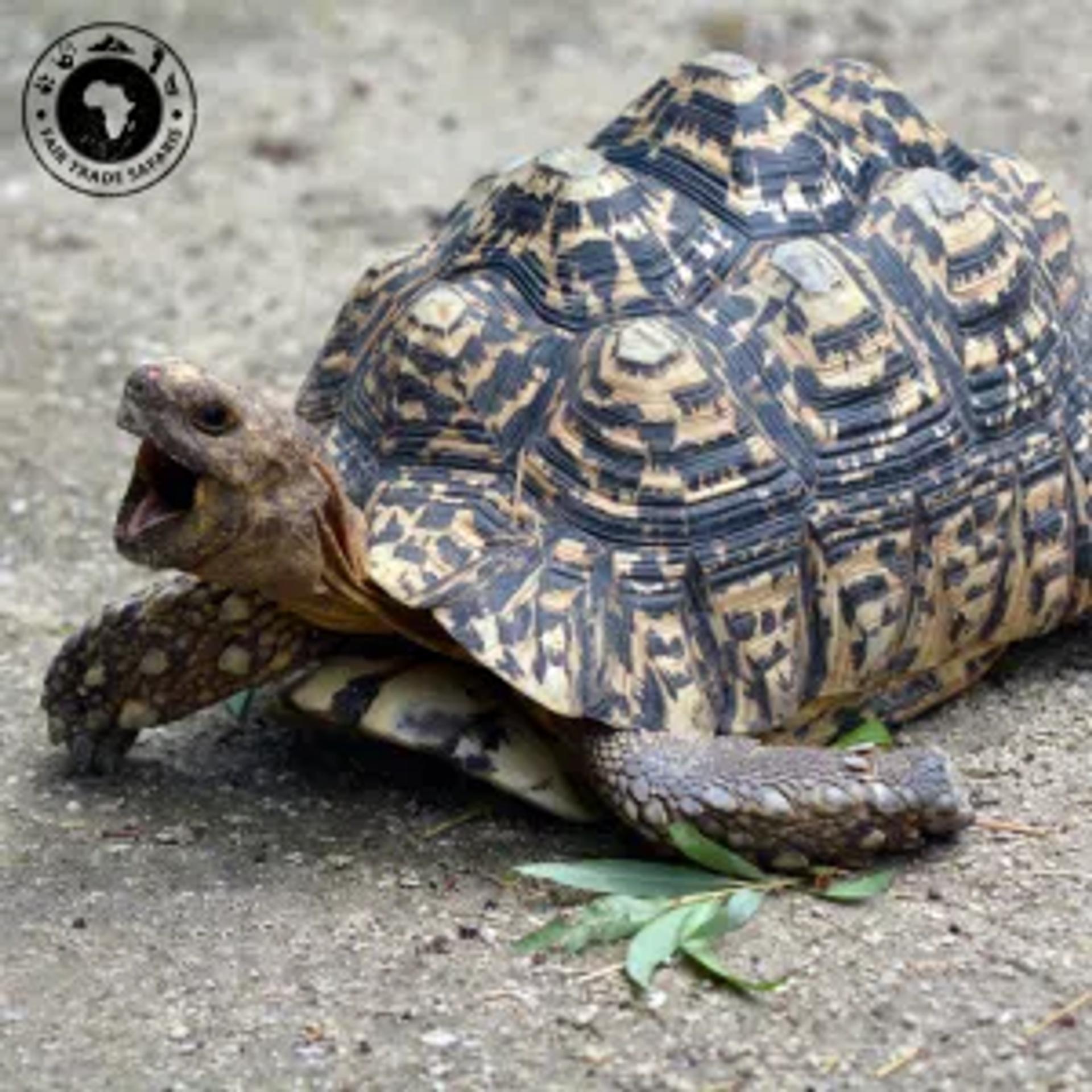 Leopard Tortoise