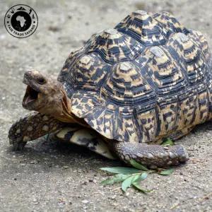 Leopard Tortoise