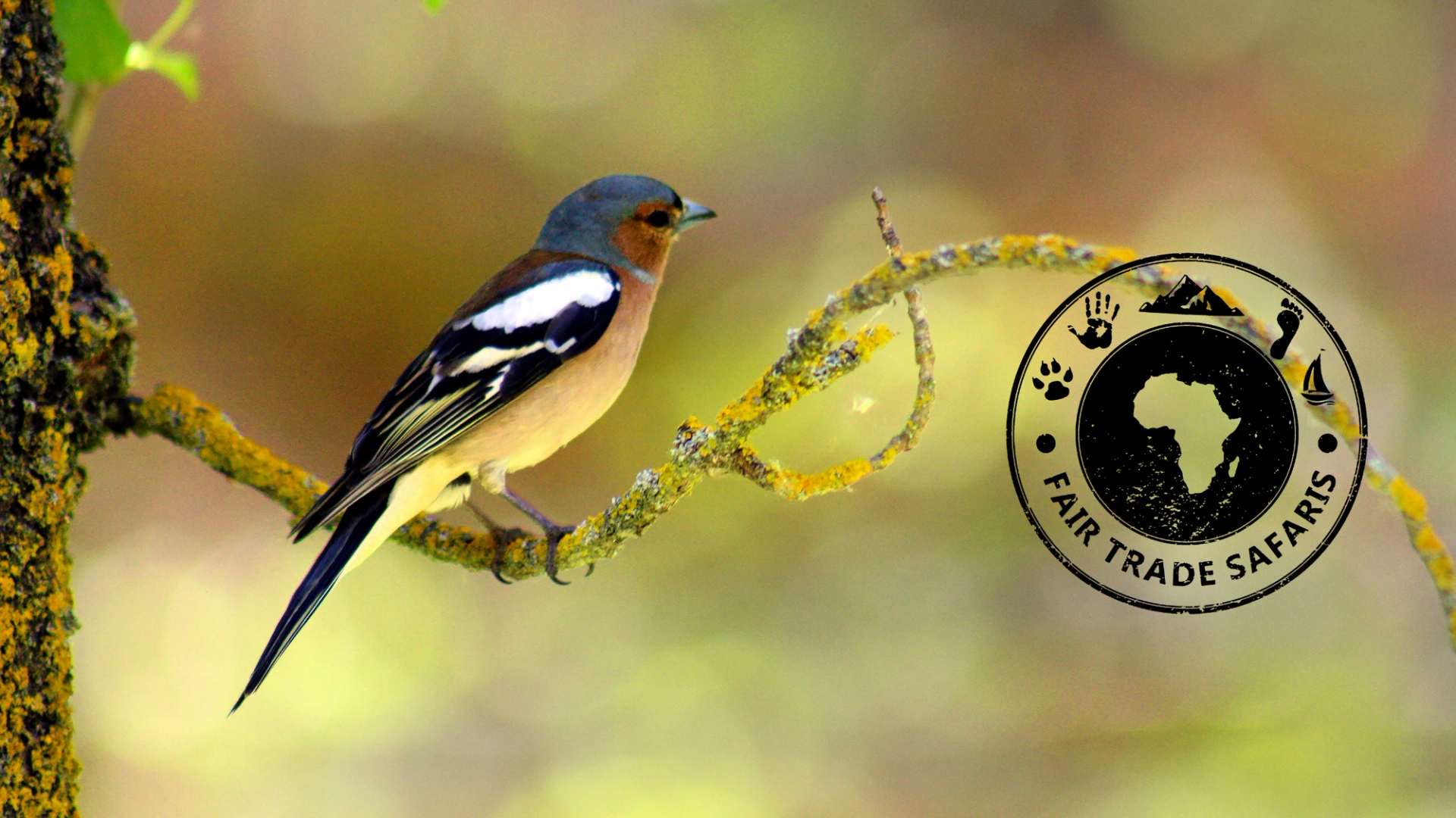 Small bird perched on a moss-covered branch against a soft, blurred natural background, with the Fair Trade Safaris logo displayed on the right.