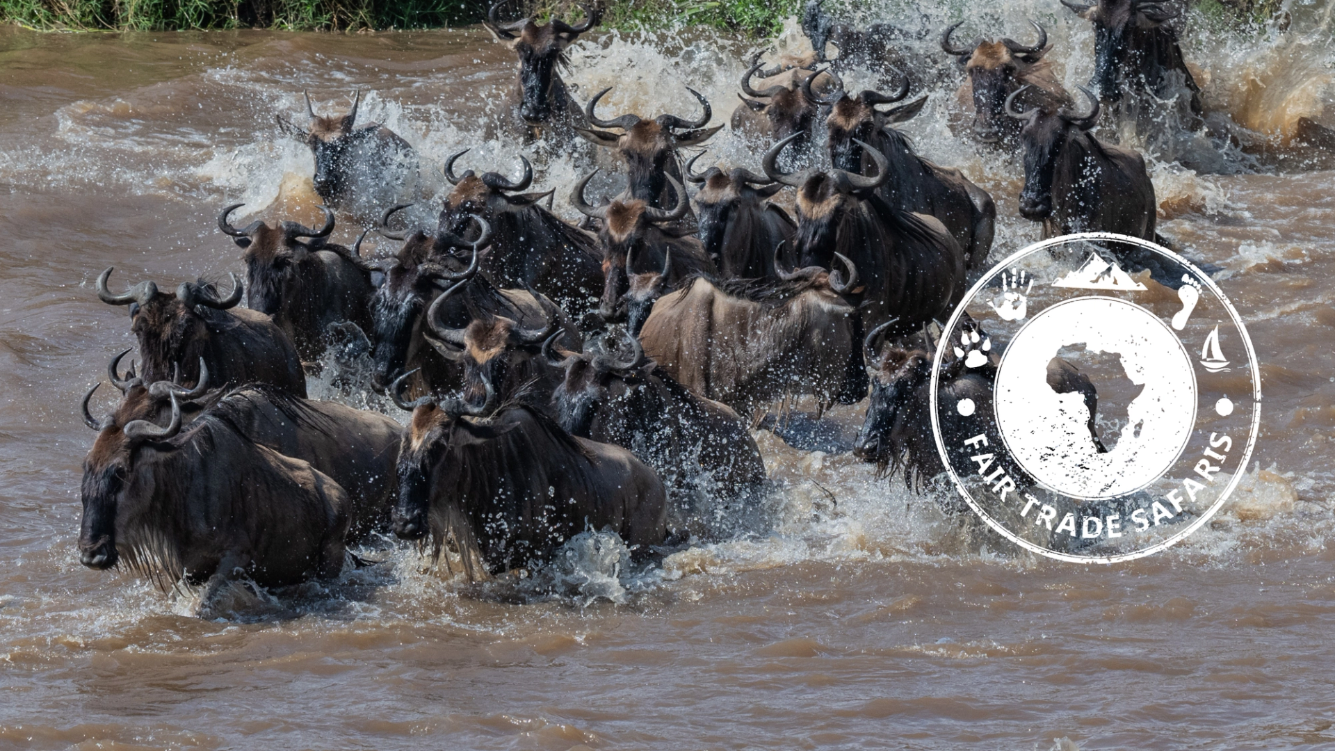 Herd of wildebeest splashing through a river during a migration crossing, with the Fair Trade Safaris logo displayed on the right.