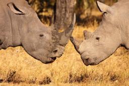 Two white rhinos facing each other in dry grassland during a South African Big Five safari