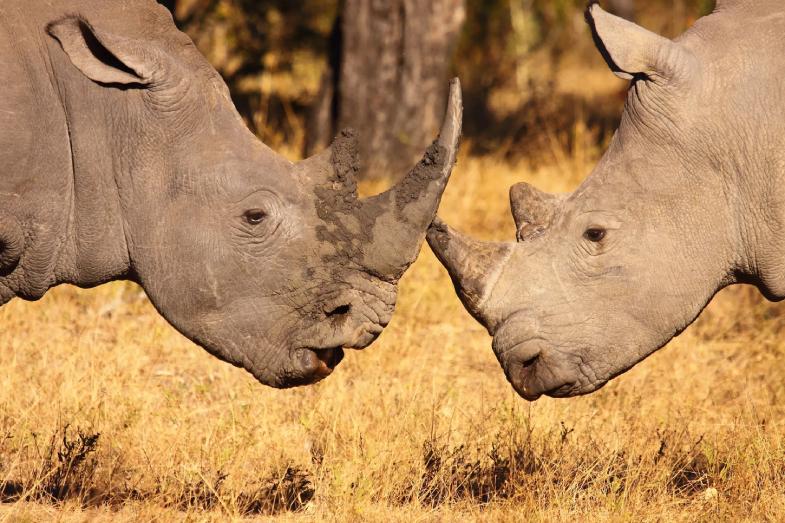 Two white rhinos facing each other in dry grassland during a South African Big Five safari