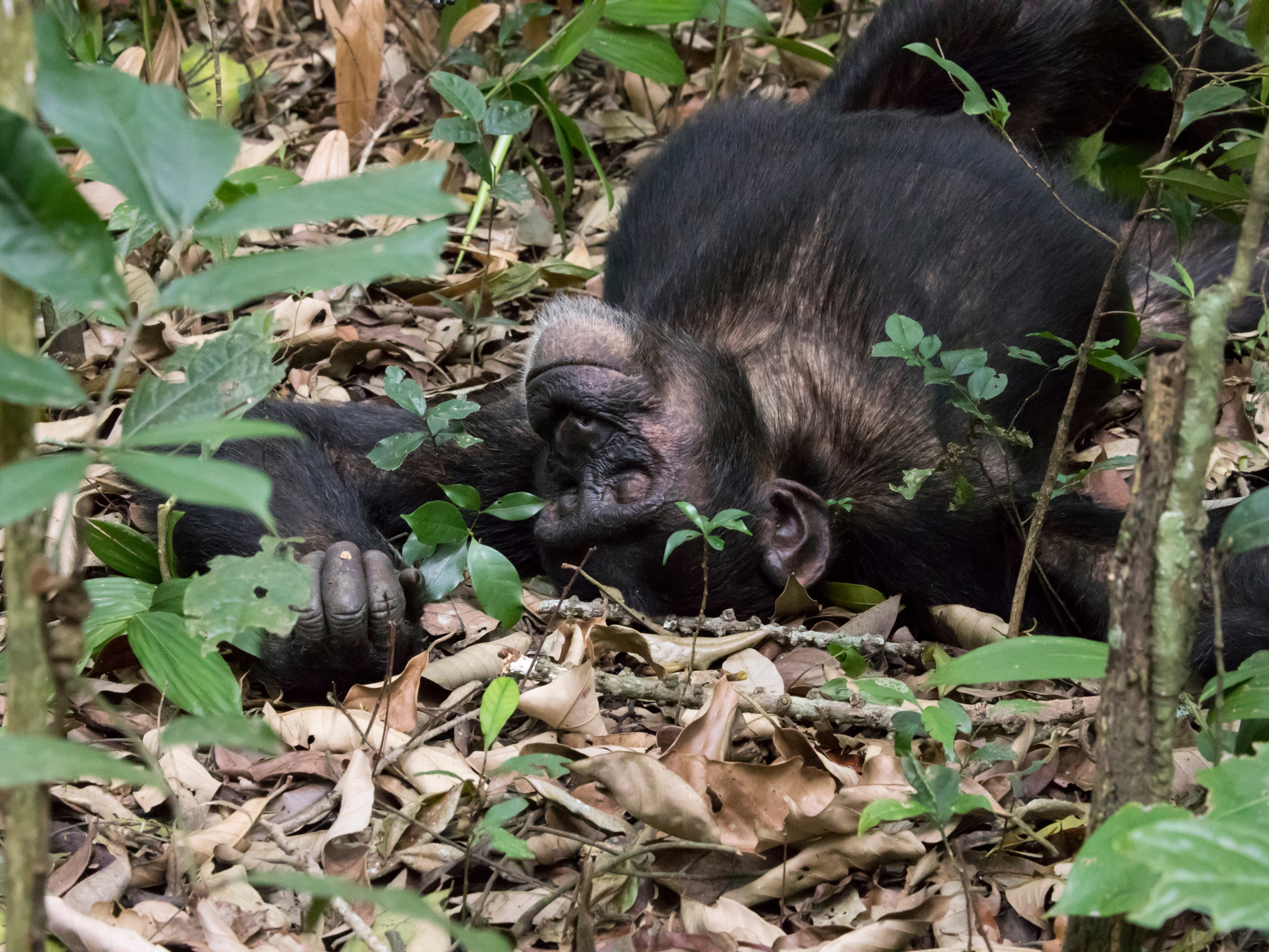 Chimpanzees in Kibale National Park rainforest Uganda