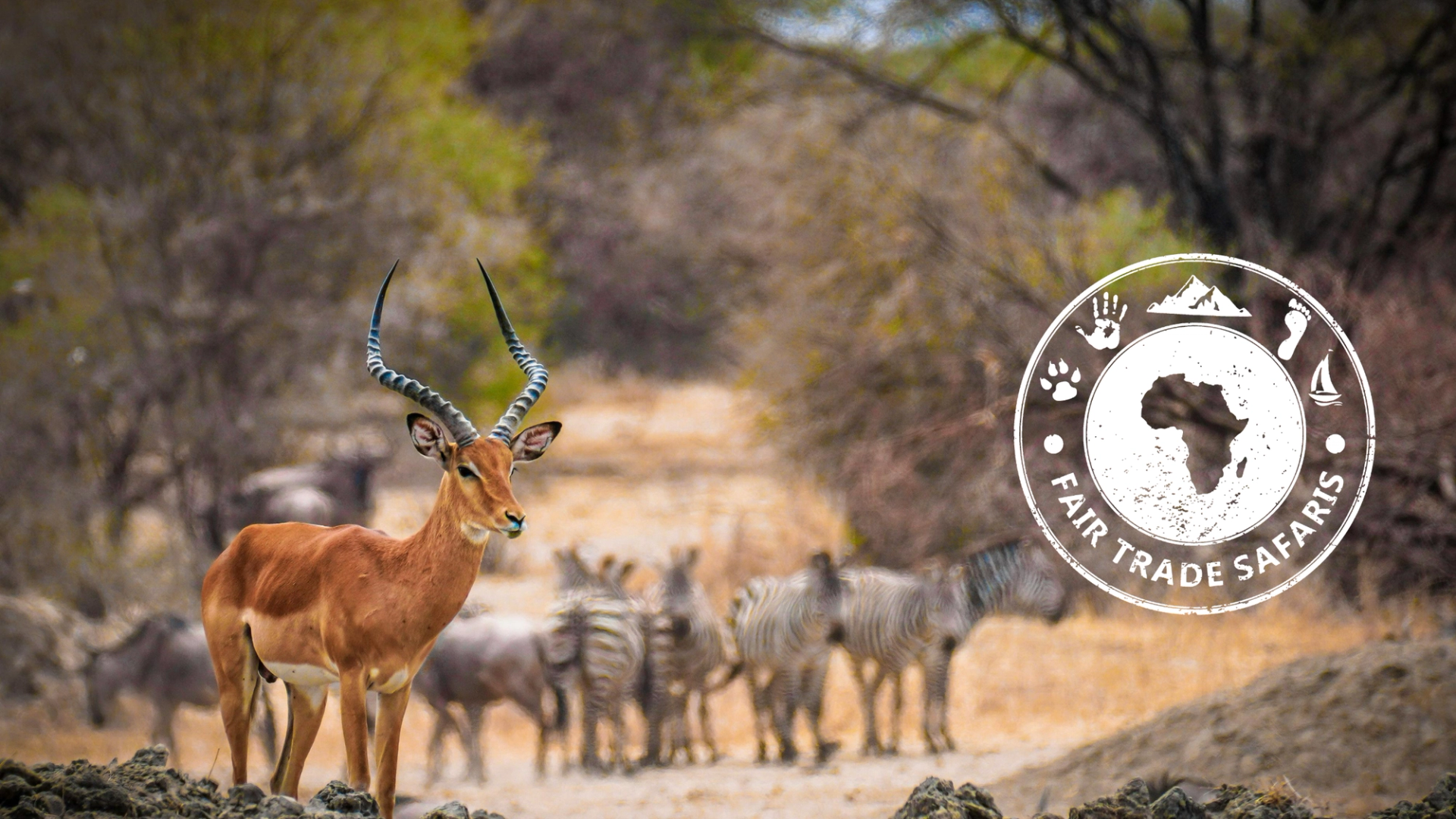 Impala standing alert on a rocky outcrop with zebras and other wildlife in the background, featuring the Fair Trade Safaris logo on the right.