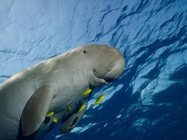 Duggons in the see with small tropical fish