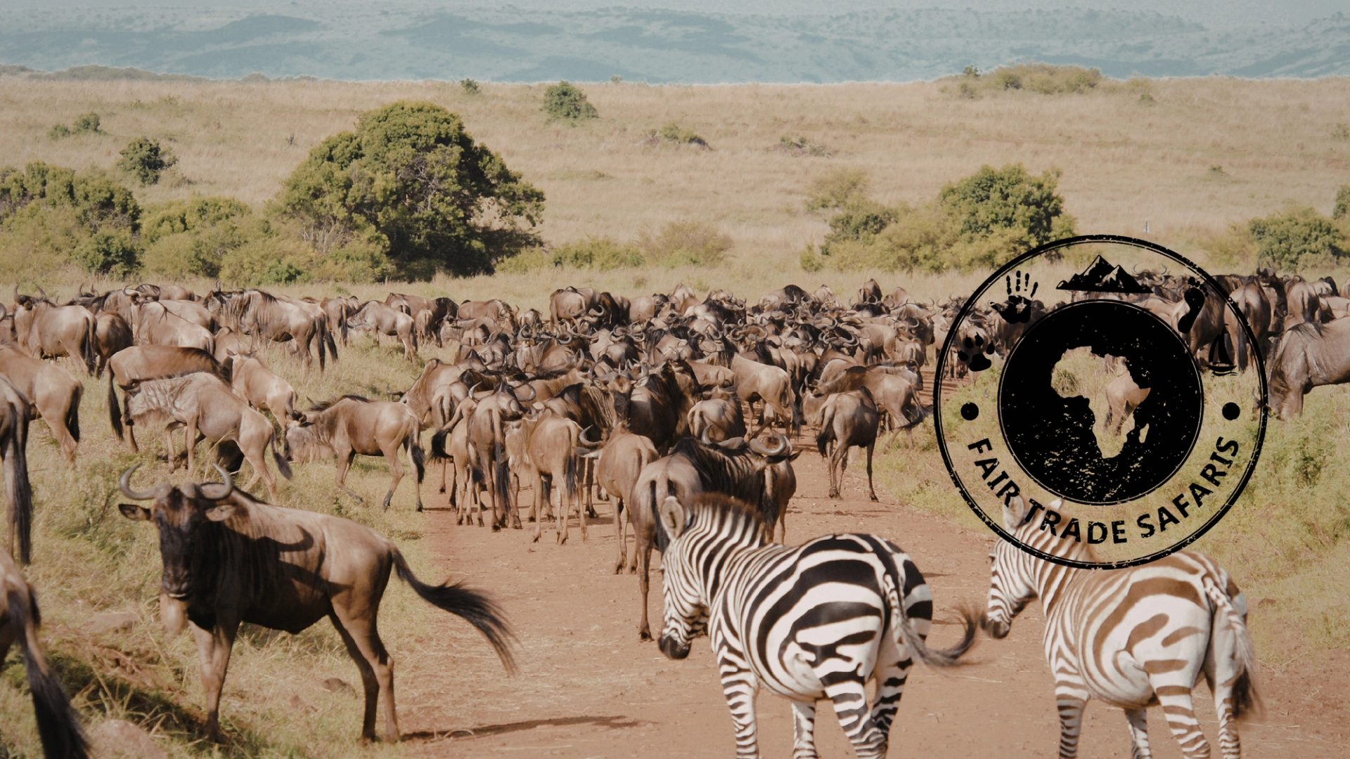 Large herd of wildebeest moving across a dusty savanna with zebras in the foreground, featuring the Fair Trade Safaris logo on the right.