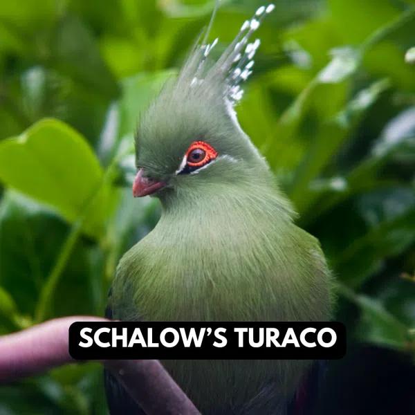 Schalow's Turaco