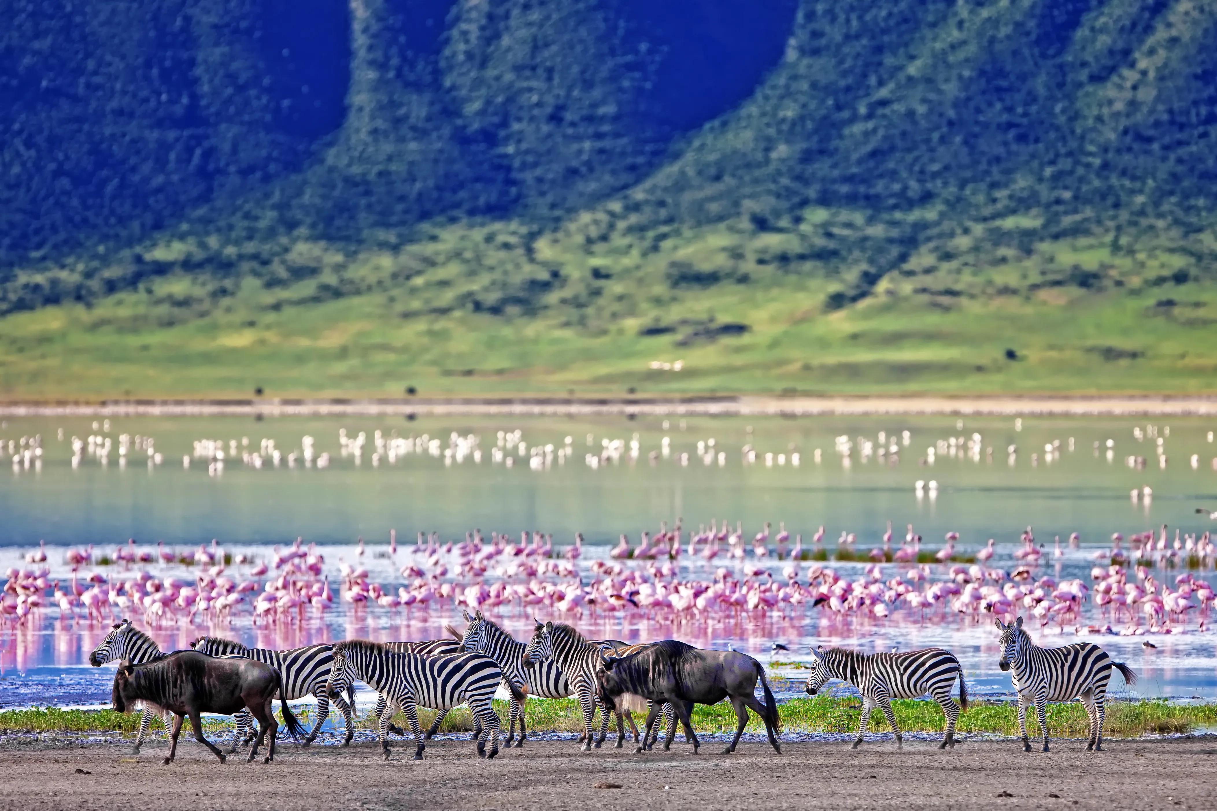 Zebras and wildebeest walking along a lake shore with a large flock of flamingos in Ngorongoro Crater, Tanzania