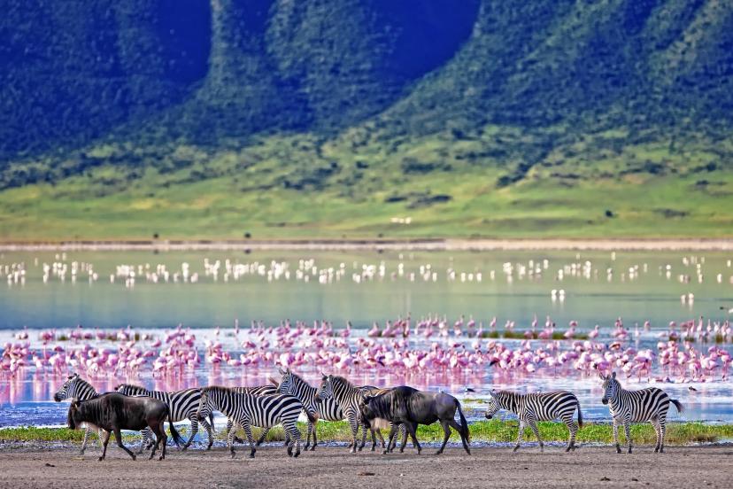 Zebras & wildebeest with flamingos in background in Ngorongoro